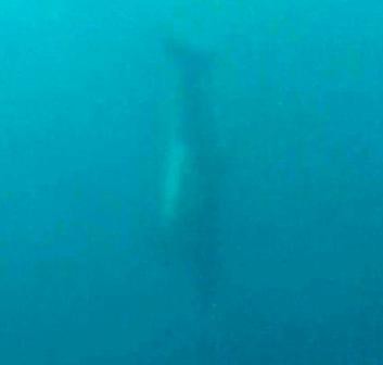 Dauphins, Iles San Blas